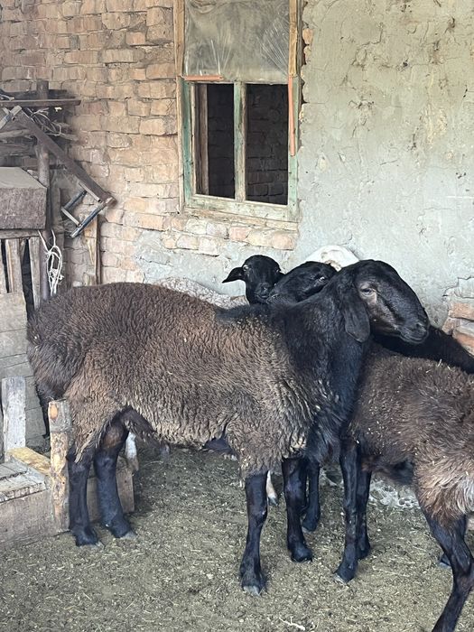 Семіз кошкар баран