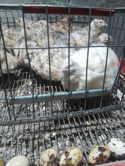 Prepelite de vânzare