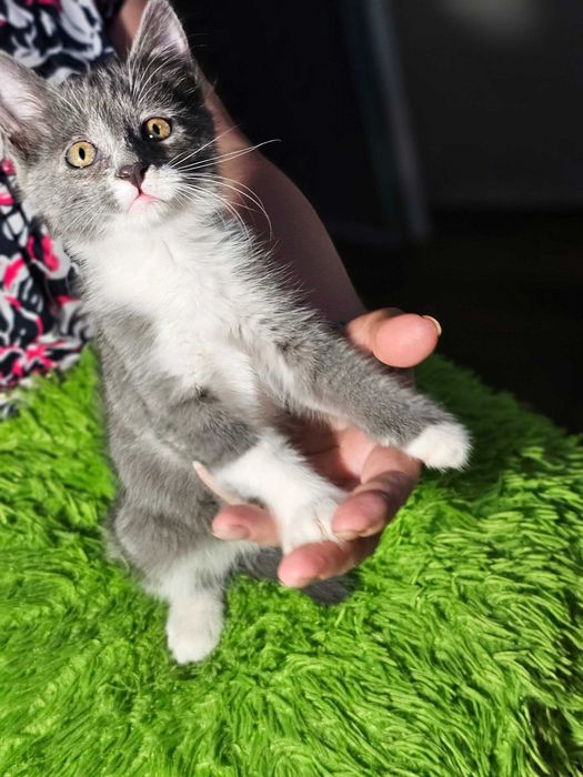 Котята ищут семьи!