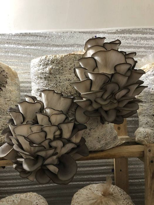 Продам мицелий вешенки к17 нк35