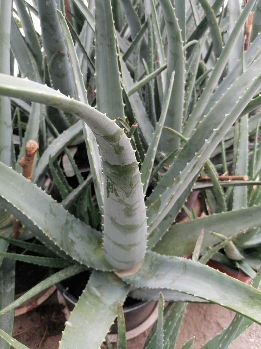 Vand aloe vera B.MILLER.  +5ANI