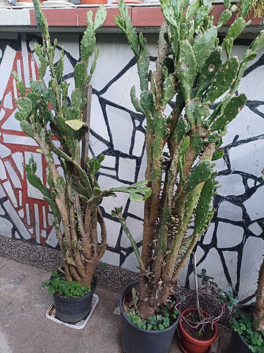 Продавам кактуси