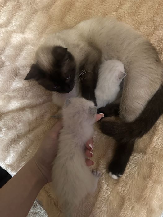 Отдам котят в добрые руки симские