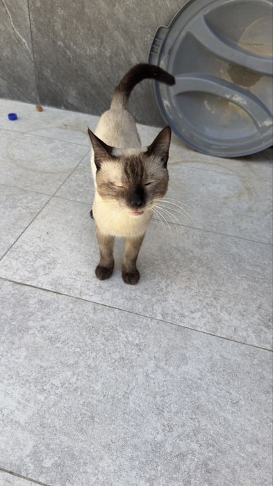 Кот сиамский мальчик