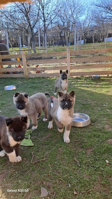 Akita American cu pedigree