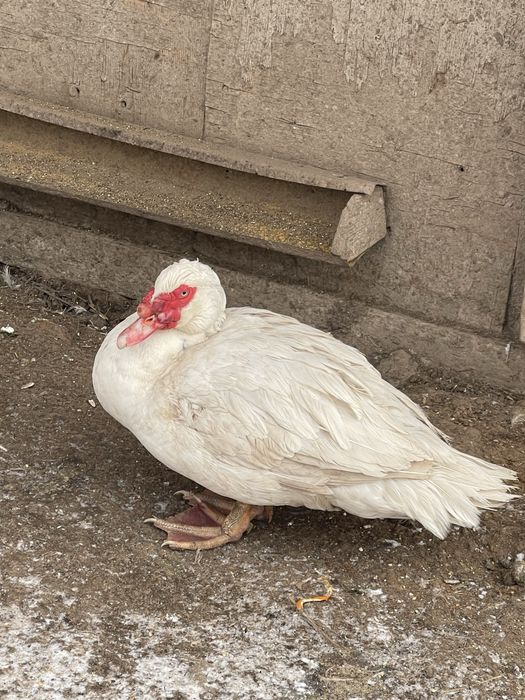 Продам селезня мускусной утки