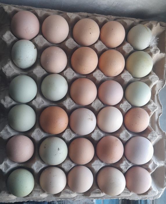 Инкубационное чйцо