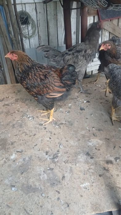 de vanzare gaini/pui!