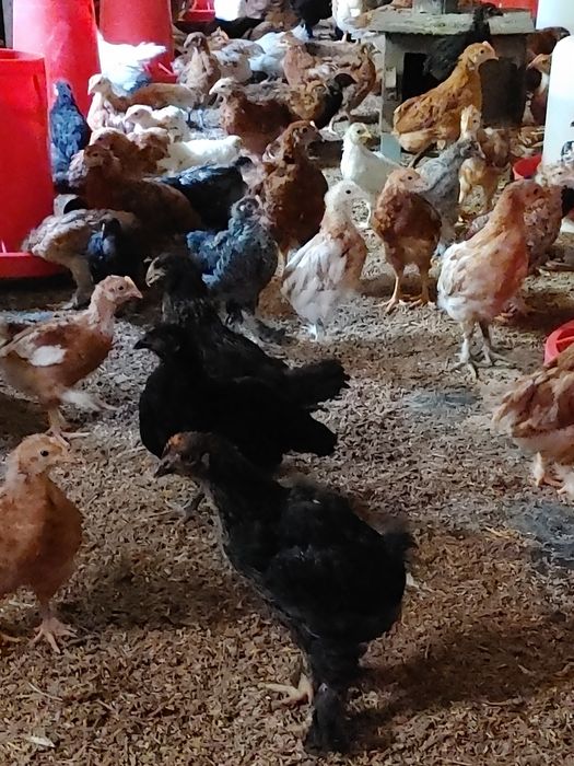 Jo'jalar laxmati qora svetli xammasidan bor