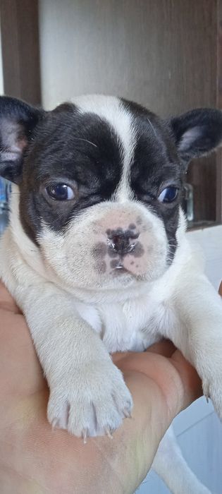 Французский бульдог