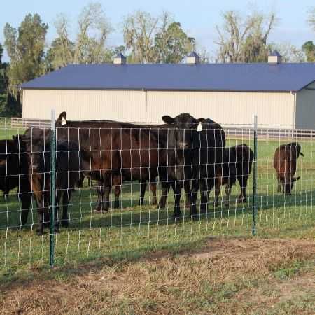 чабанка сетка шарнирная коршауга