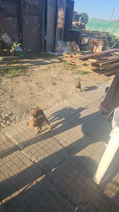продавам мини пинчери