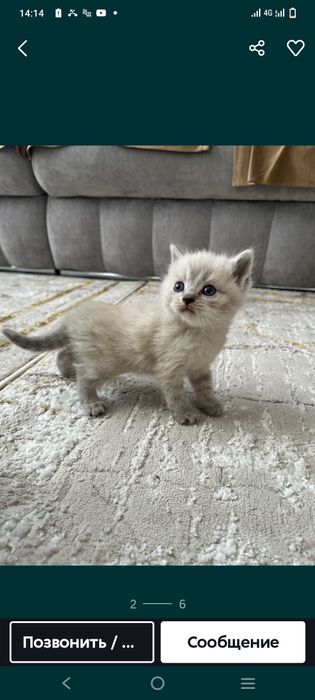 Продам котят девочка породистый