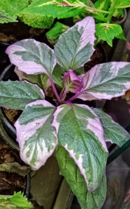 Продам эписции, гинуру вариегатную