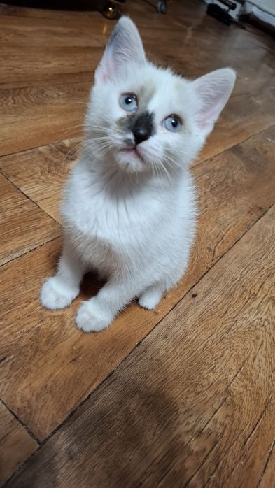 Отдам котят в хорошии руки