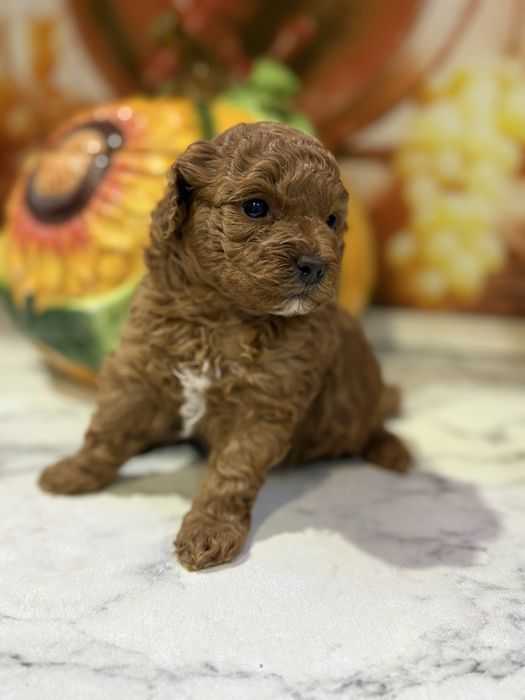 Продается девочка мини той пудель