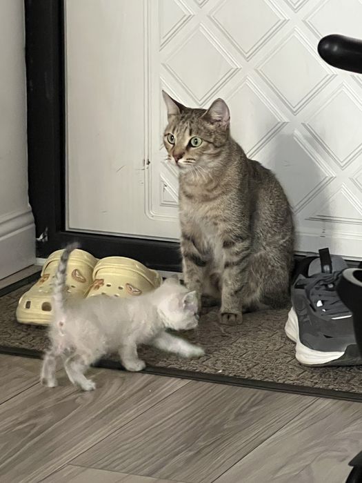 Отдам Кошку охотницу