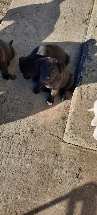 Donez pufosenii de labrador