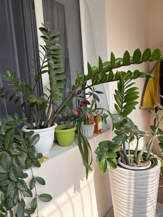 Голландский Доллор домашний