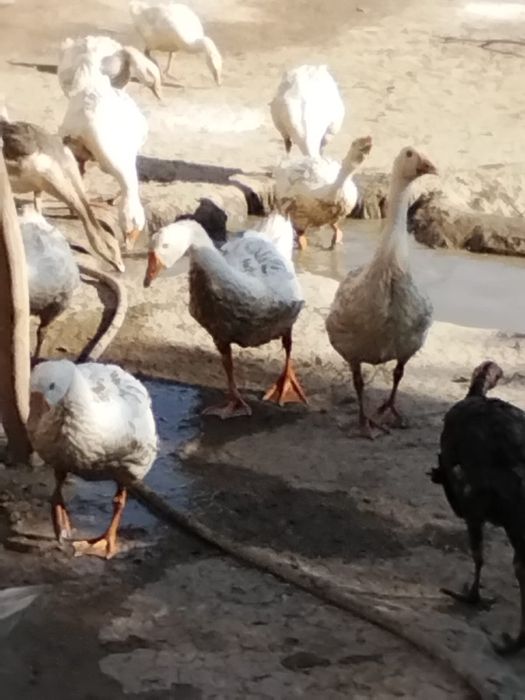 Утки,Қаздар,Линда