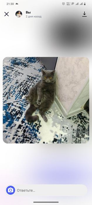 Skotsh strayd parosasi 1yarim yosh