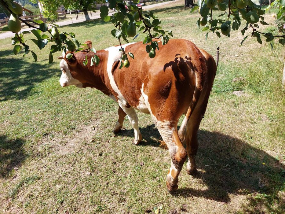 Vitea baltata romaneasca