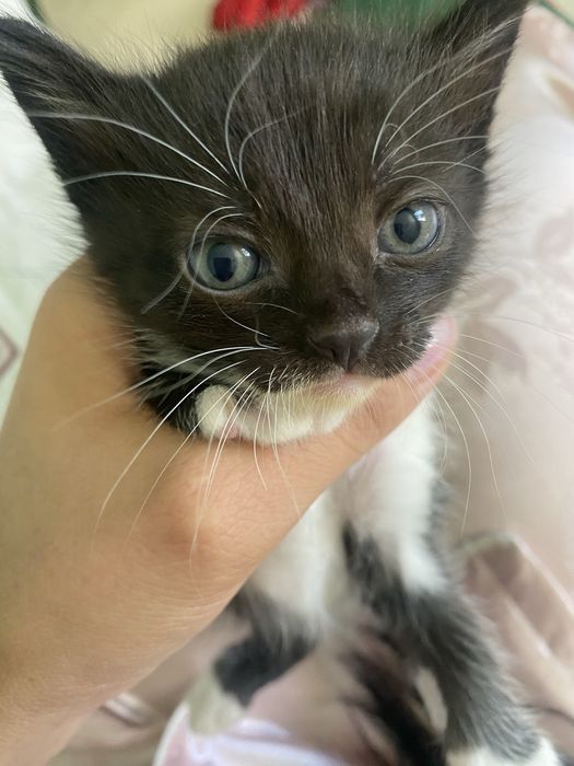 Котята девочки 4
