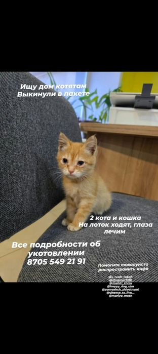 Отдам котиков и кошечку в добрые ручки.
