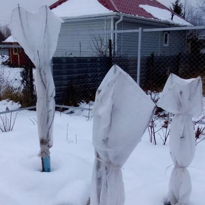 Укрытие деревьев растения подготовка к зиме Садовник Богбон хизмати.
