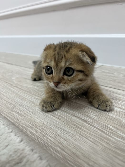 Шотландский котенок вислоухий