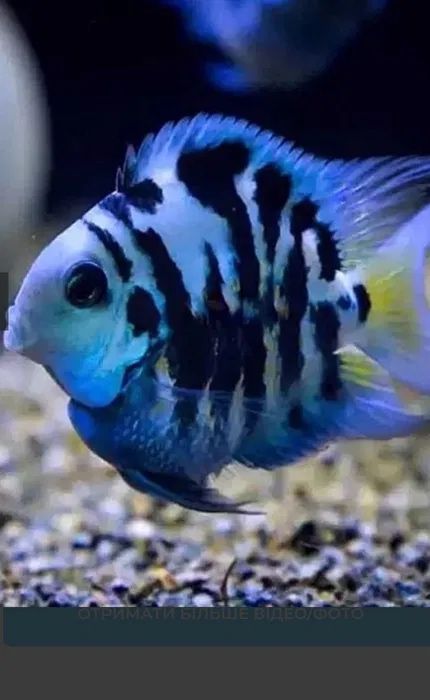 Сапфировые Попугайчики (рыбки)
