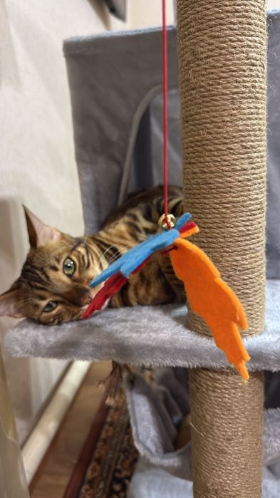 Элитные бенгалы для вас