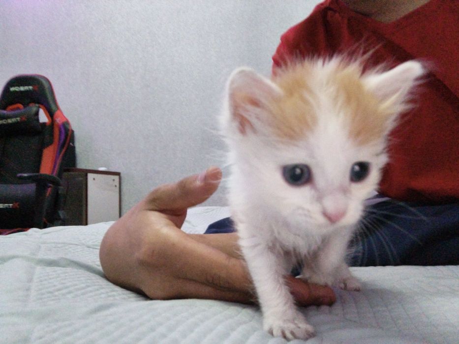 Котенок даром    отдаю