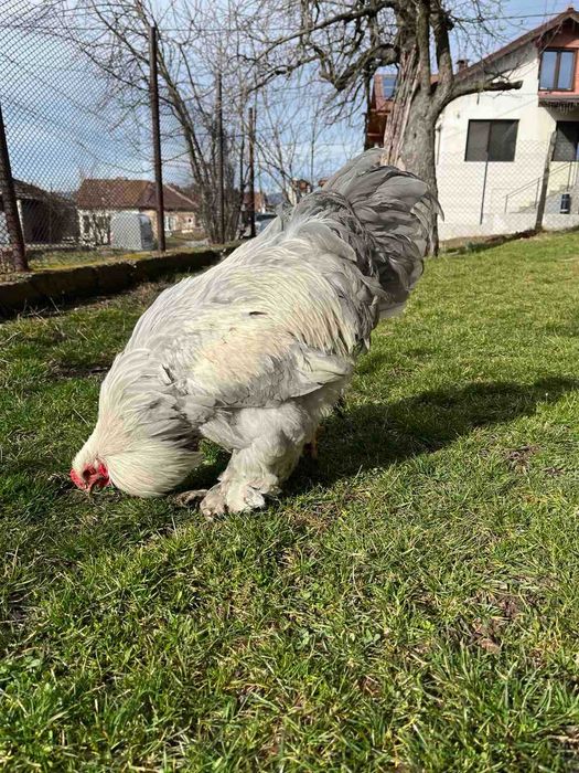 Продавам петел Брама Изабела