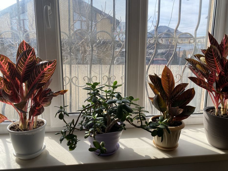 Цветы домащние.