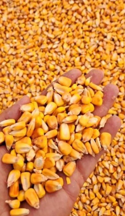Porumb de vanzare 1,20kg