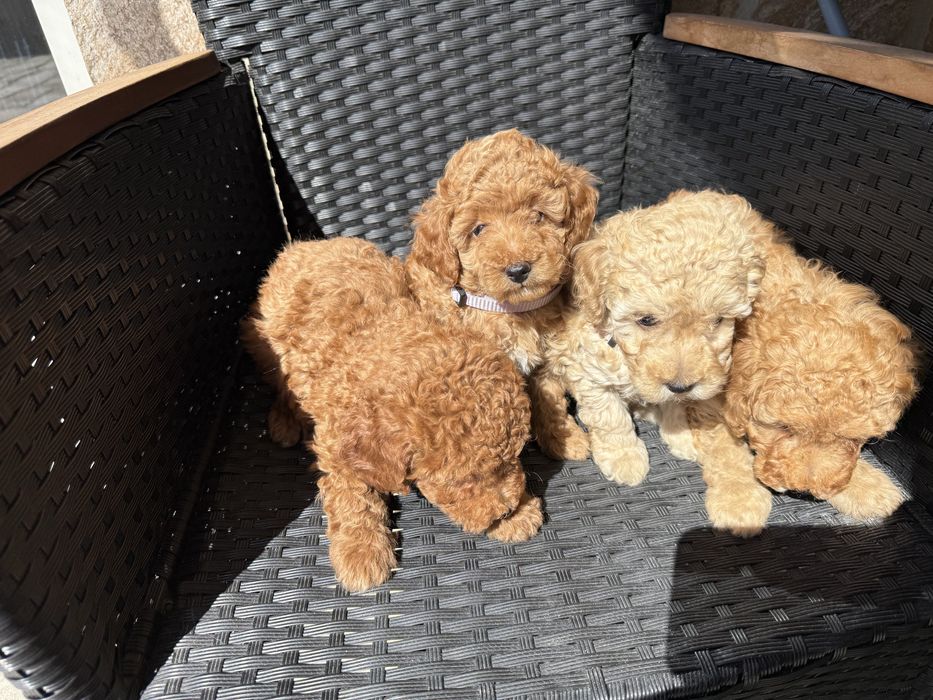 Мини пудели актулано от 25.1.2026