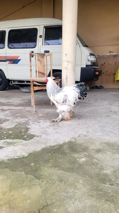 Гигант брама  хурозлар сотилади