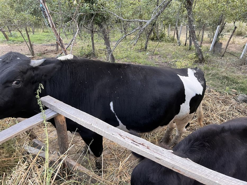 Vand 2 taursi si o juninca