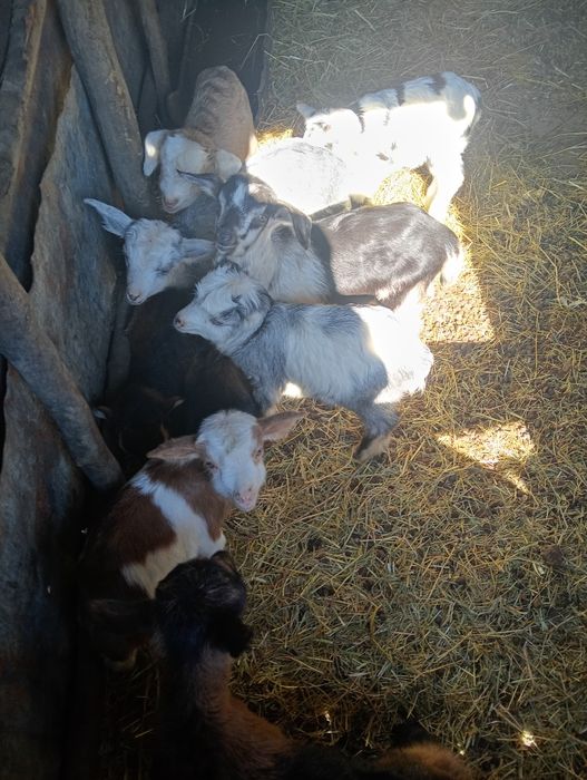 Vănd 28 de capre 18 capre cu 18 iezi sunt fătate restu urmeză să fete