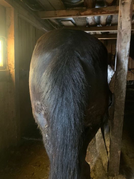 Продам кобылу !!