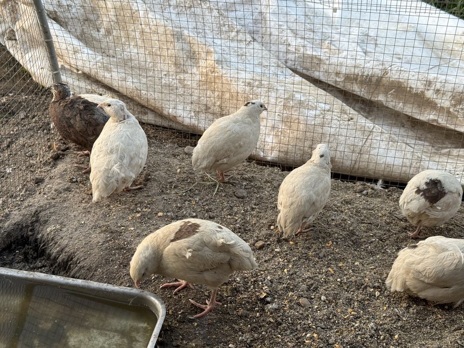Vând prepelițe si ouă de prepeliță