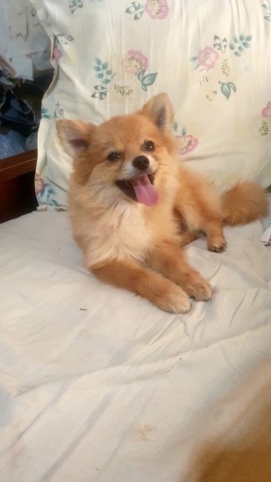 Продаётся щенок померанского шпица