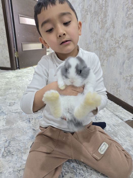 Quyonchalar dekorativniy