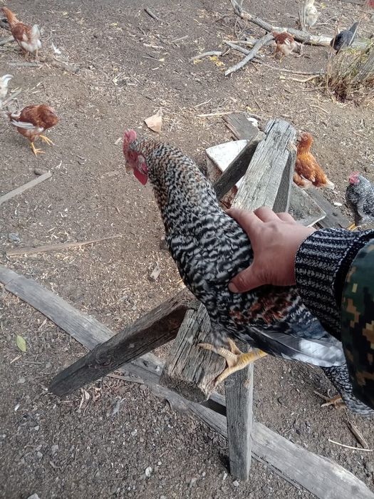 Продам петушков порода даминант