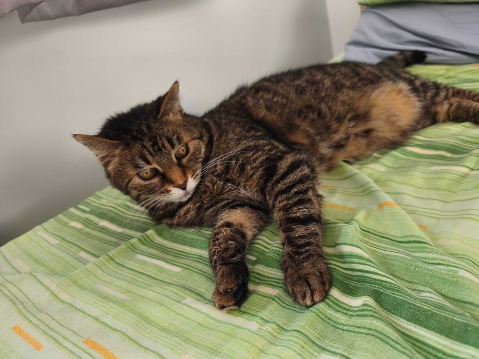 Търси се дом за домашна котка