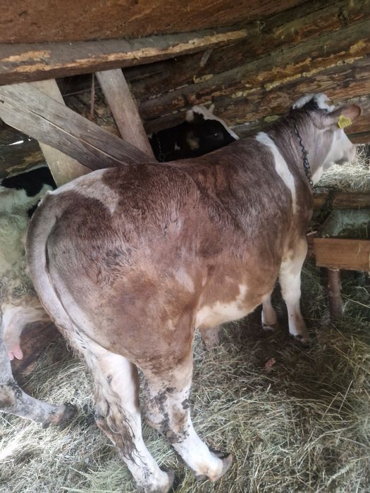 Vitea de 10 luni de vanzare