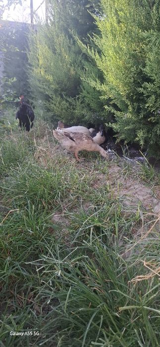 Урдаклар сотилади. 6та. 100мингдан.  Хўрози хам шу нархда