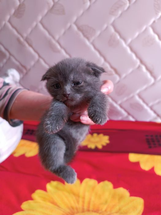 Продаются котята британцы