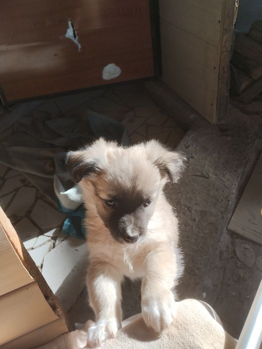 Щенки звонок месечные